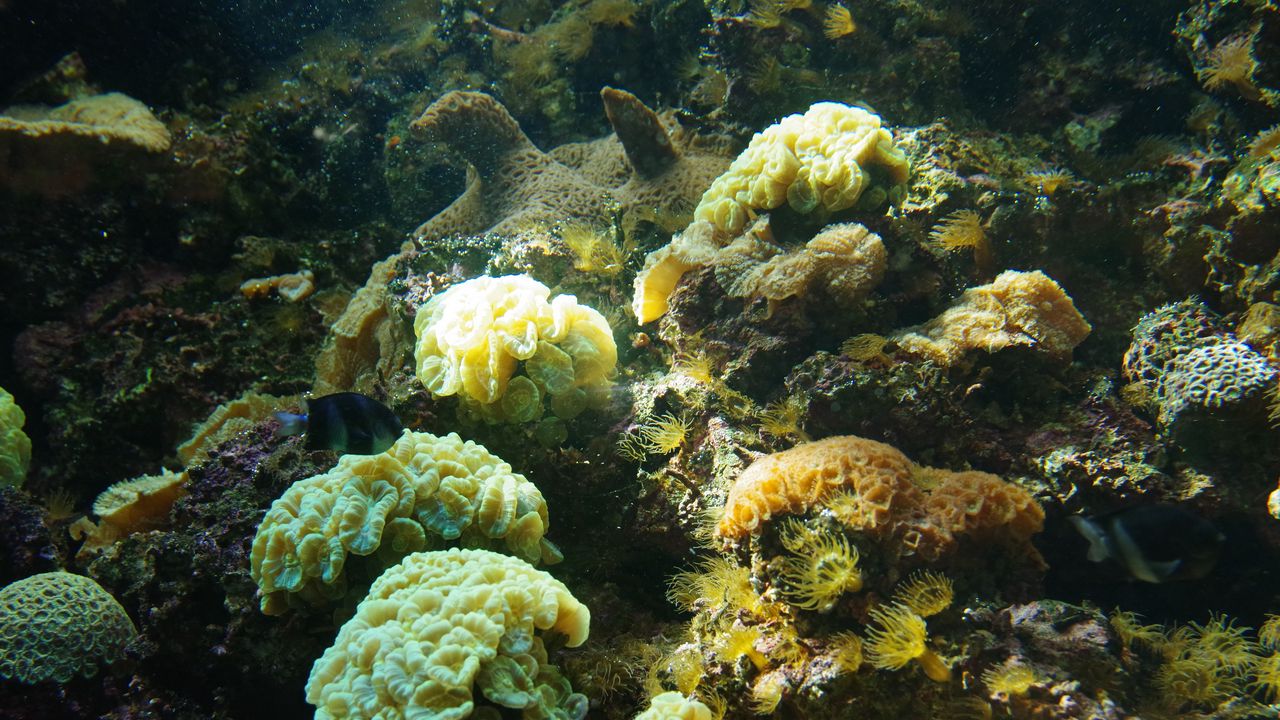 Wallpaper corals, algae, water, underwater world