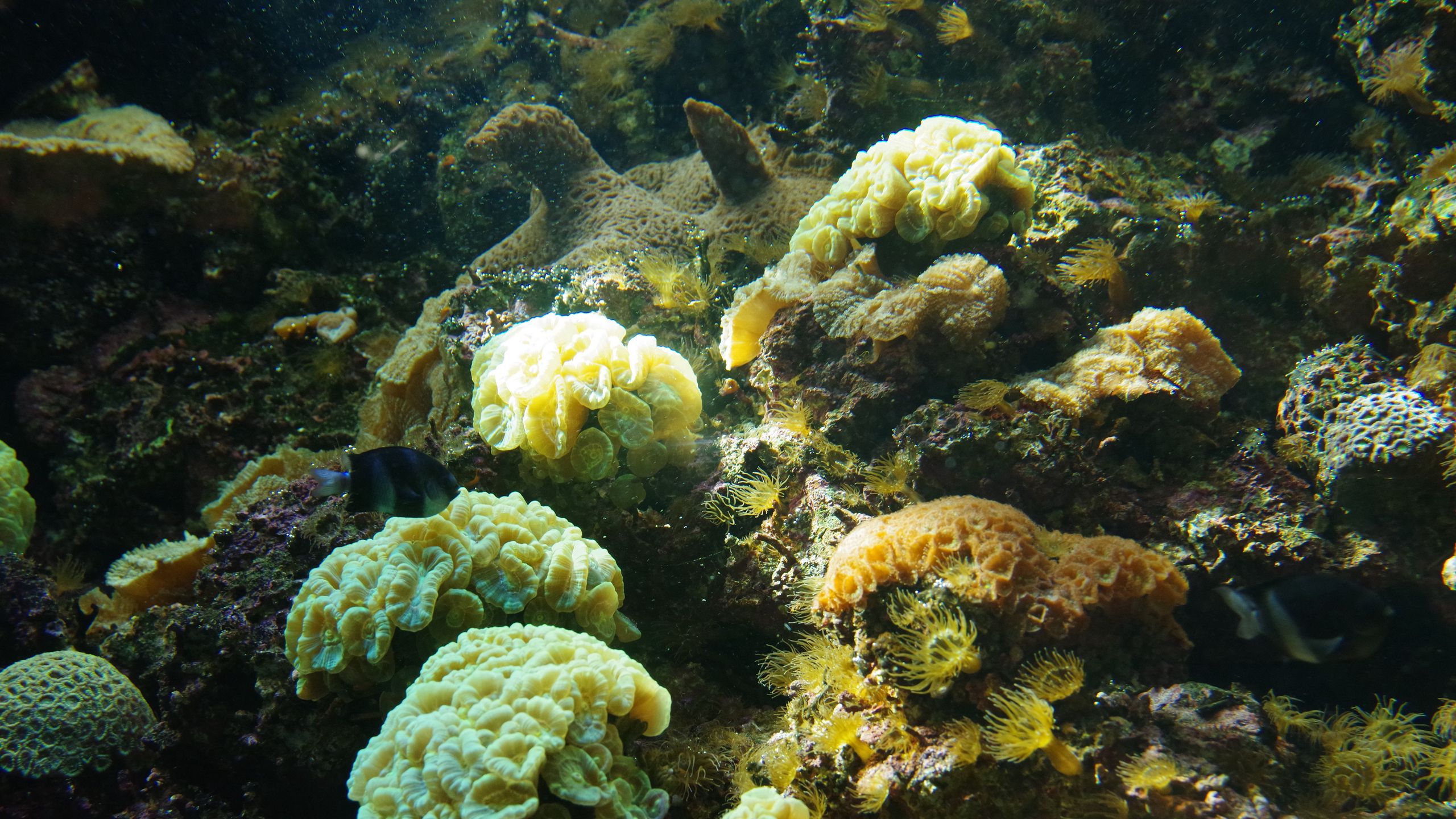 Download wallpaper 2560x1440 corals, algae, water, underwater world ...
