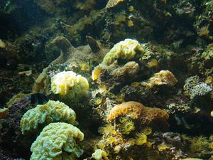 Preview wallpaper corals, algae, water, underwater world