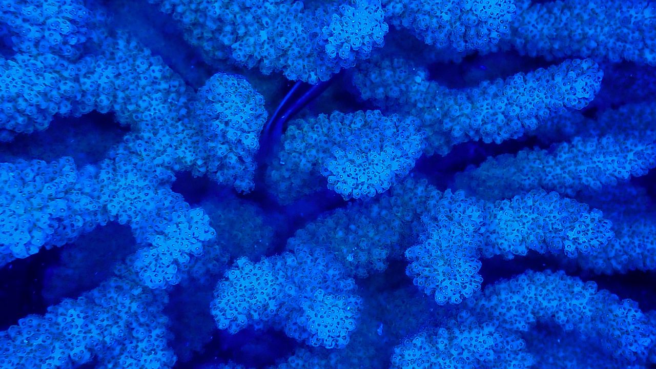 Wallpaper corals, blue, underwater
