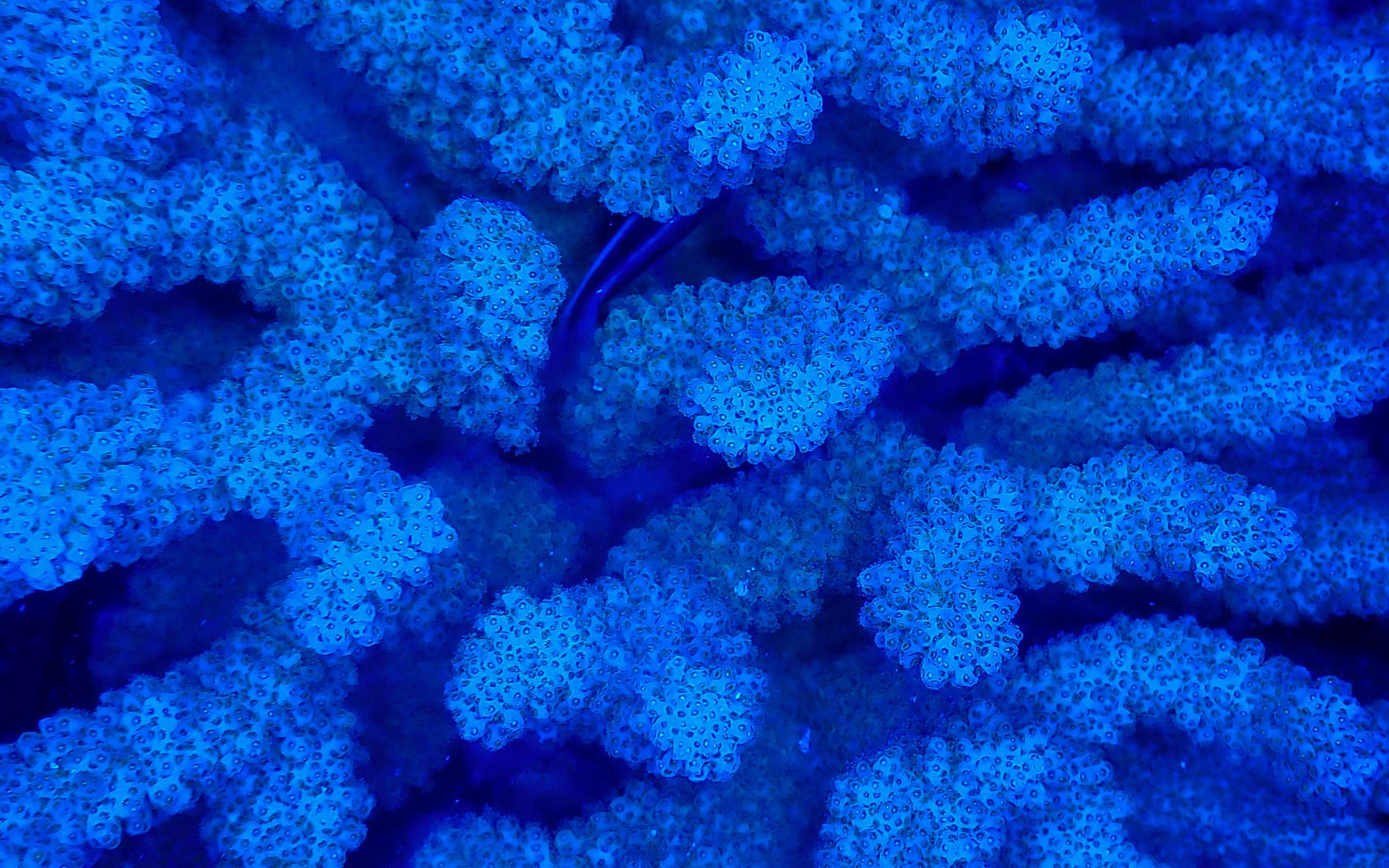 Download wallpaper 2560x1600 corals, blue, underwater widescreen 16:10