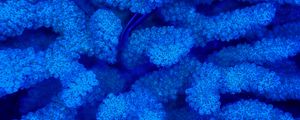 Preview wallpaper corals, blue, underwater