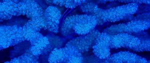Preview wallpaper corals, blue, underwater