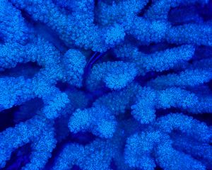 Preview wallpaper corals, blue, underwater