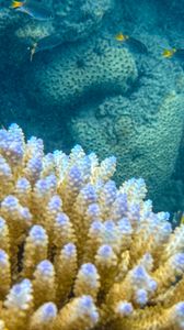 Preview wallpaper corals, fish, underwater world, aquarium, sea