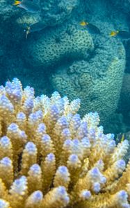 Preview wallpaper corals, fish, underwater world, aquarium, sea