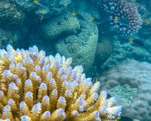 Preview wallpaper corals, fish, underwater world, aquarium, sea