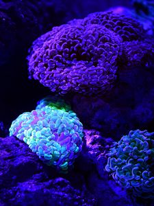 Preview wallpaper corals, glow, underwater world