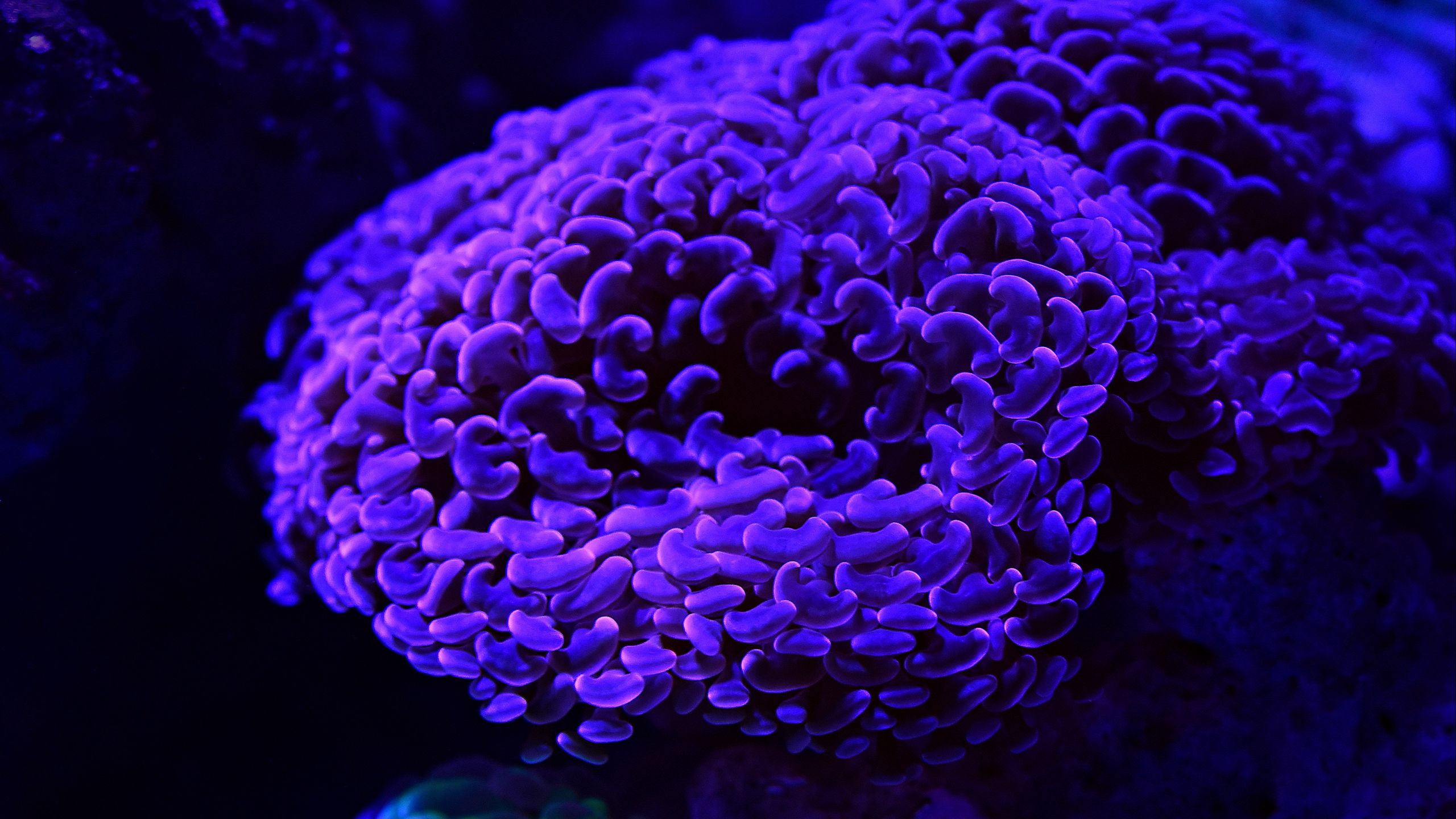 Download wallpaper 2560x1440 corals, glow, underwater world widescreen