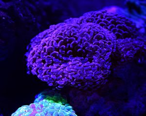 Preview wallpaper corals, glow, underwater world