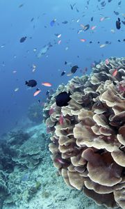 Preview wallpaper corals, reefs, fish, water