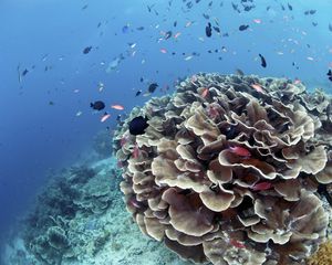 Preview wallpaper corals, reefs, fish, water