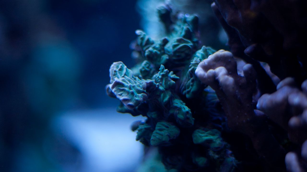 Wallpaper corals, underwater world, algae, macro, ocean
