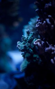 Preview wallpaper corals, underwater world, algae, macro, ocean