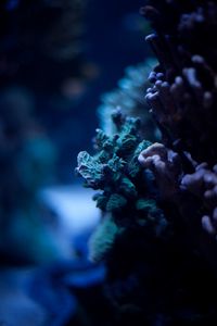 Preview wallpaper corals, underwater world, algae, macro, ocean