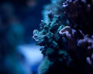 Preview wallpaper corals, underwater world, algae, macro, ocean
