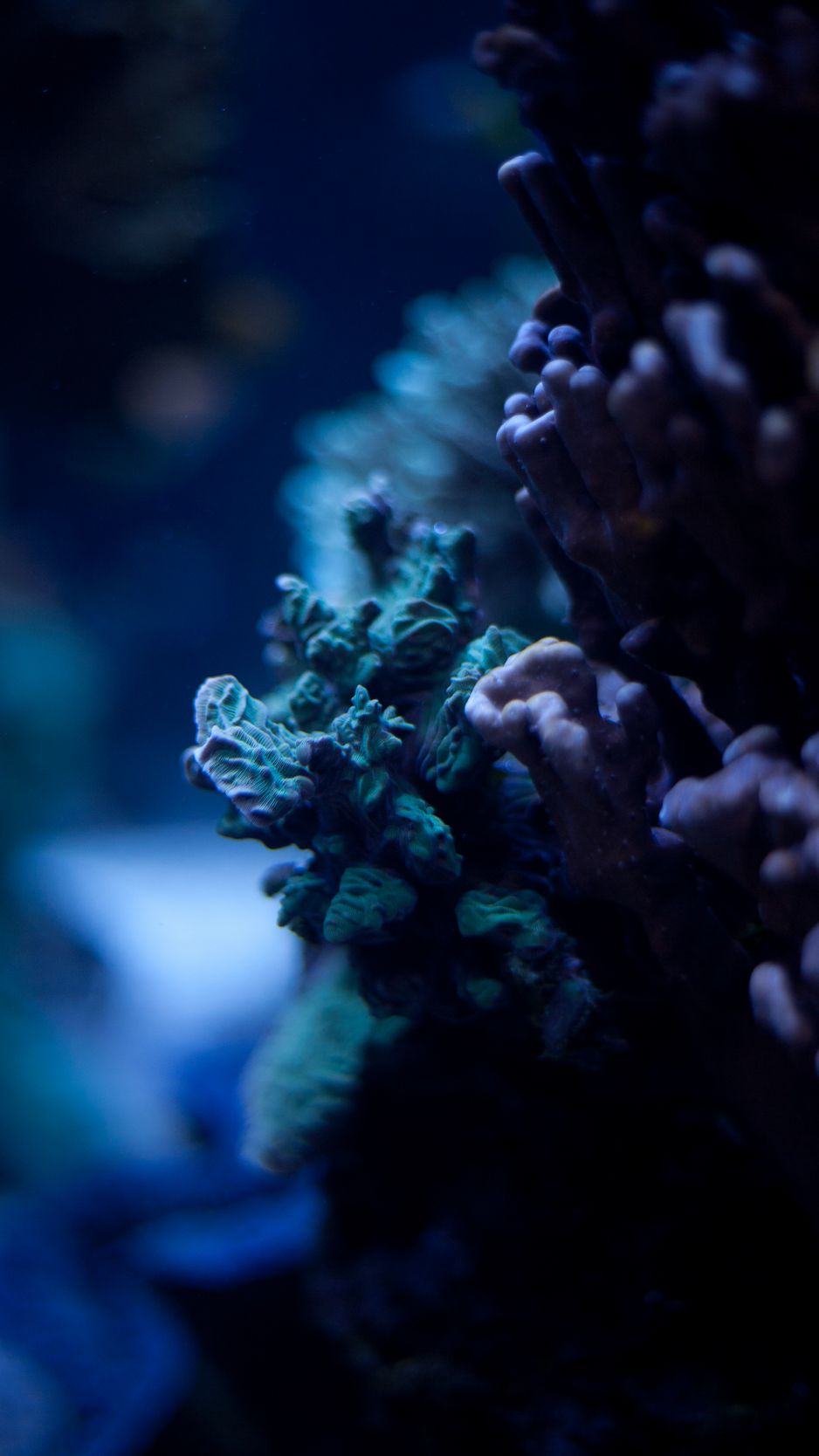 Thế giới dưới nước với đầy đủ sắc màu, những sinh vật kỳ lạ và đặc biệt là cảm giác thư giãn khi chiêm ngưỡng các loài sinh vật bơi lội trong đại dương. Cùng khám phá và chiêm ngưỡng những hình ảnh liên quan để cảm nhận trọn vẹn vẻ đẹp của thế giới dưới nước.