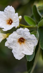 Preview wallpaper cordia boissier, flower, white, macro, petals