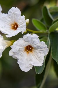 Preview wallpaper cordia boissier, flower, white, macro, petals