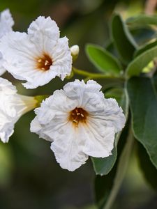 Preview wallpaper cordia boissier, flower, white, macro, petals