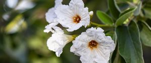 Preview wallpaper cordia boissier, flower, white, macro, petals