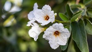 Preview wallpaper cordia boissier, flower, white, macro, petals