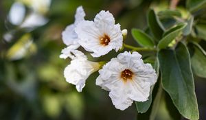 Preview wallpaper cordia boissier, flower, white, macro, petals