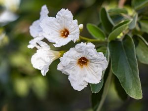 Preview wallpaper cordia boissier, flower, white, macro, petals