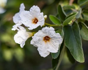 Preview wallpaper cordia boissier, flower, white, macro, petals