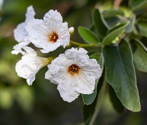 Preview wallpaper cordia boissier, flower, white, macro, petals