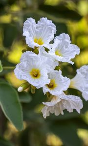 Preview wallpaper cordia boissier, flowers, petals, white