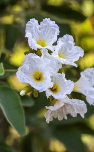 Preview wallpaper cordia boissier, flowers, petals, white