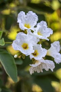 Preview wallpaper cordia boissier, flowers, petals, white