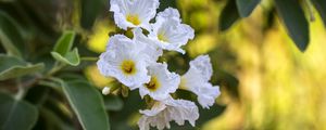 Preview wallpaper cordia boissier, flowers, petals, white