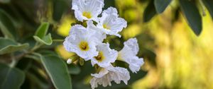 Preview wallpaper cordia boissier, flowers, petals, white