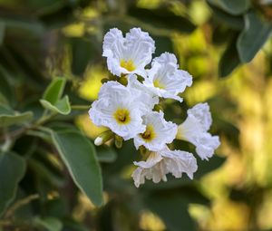 Preview wallpaper cordia boissier, flowers, petals, white