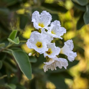 Preview wallpaper cordia boissier, flowers, petals, white