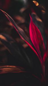 Preview wallpaper cordilina, leaves, plant, red, macro