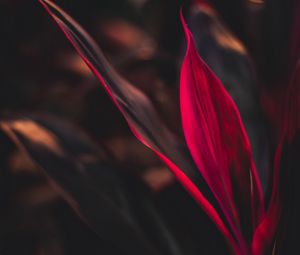 Preview wallpaper cordilina, leaves, plant, red, macro