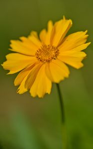 Preview wallpaper coreopsis, flower, petals, yellow, macro