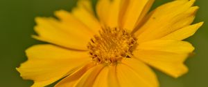 Preview wallpaper coreopsis, flower, petals, yellow, macro