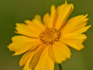 Preview wallpaper coreopsis, flower, petals, yellow, macro