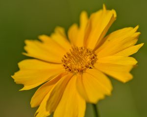 Preview wallpaper coreopsis, flower, petals, yellow, macro