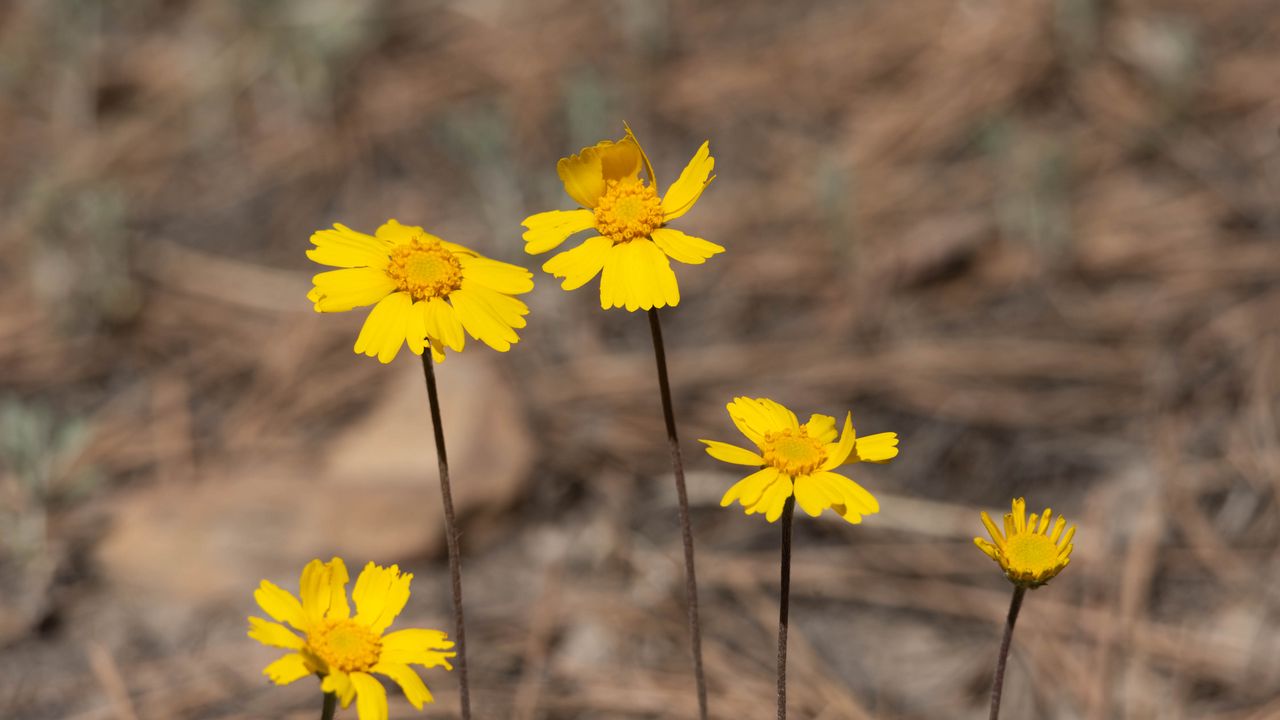 Wallpaper coreopsis, flower, petals, yellow