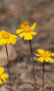 Preview wallpaper coreopsis, flower, petals, yellow