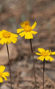 Preview wallpaper coreopsis, flower, petals, yellow