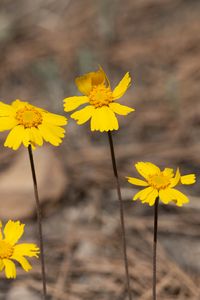 Preview wallpaper coreopsis, flower, petals, yellow