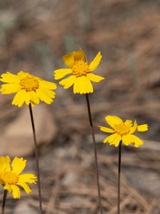 Preview wallpaper coreopsis, flower, petals, yellow