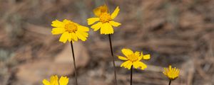 Preview wallpaper coreopsis, flower, petals, yellow