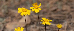 Preview wallpaper coreopsis, flower, petals, yellow